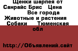 Щенки шарпея от Санрайс Брис › Цена ­ 30 000 - Все города Животные и растения » Собаки   . Тюменская обл.